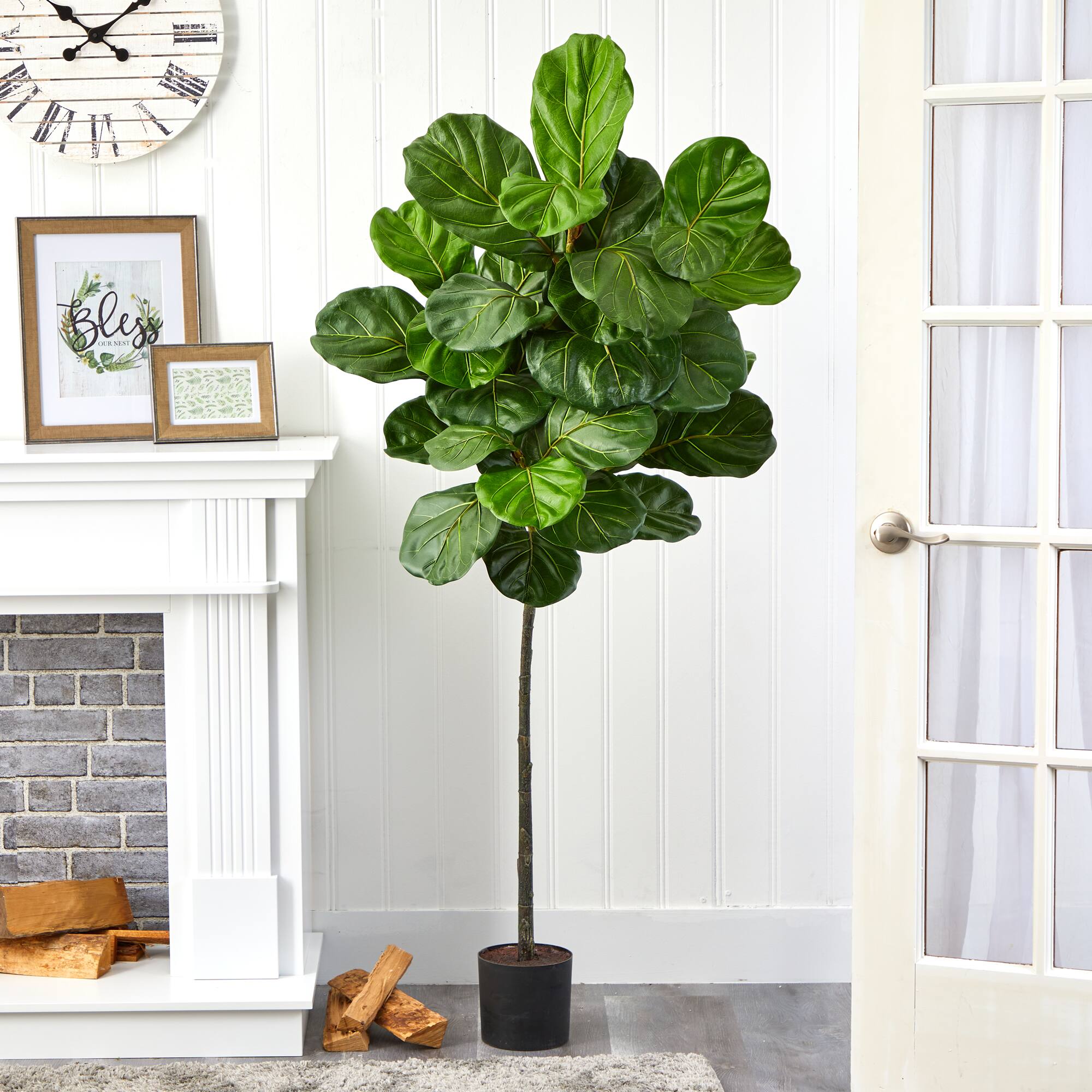 5.5ft. Potted Fiddle Leaf Tree